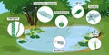 Pond biotope with microscopic unicellular organisms: protozoa Paramecium caudatum, Amoeba proteus, Royalty Free Stock Photo